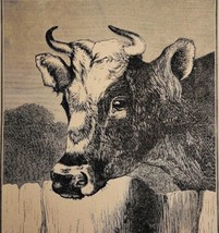 1872 Farm Cow At The Fence Victorian Art Print Antique Ephemera Ephemera - £28.18 GBP