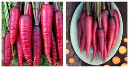 600 Seeds Purple Dragon Carrot Seeds Fresh Seeds - £15.12 GBP