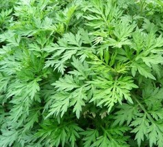 Mugwort Seeds 500+ Perennial Herb Garden Plants Artemisia Vulgaria - $9.99