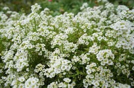 HGBO Sweet Alysum Flower Seeds 2000 Seeds Carpet Of Snow White Aroma Annual From - £6.51 GBP