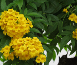 20 Pc Seeds Tecoma Stans Flower Plant, Yellow Bells Seeds for Planting | RK - £19.81 GBP