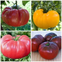 Brandywine Tomato Mix Seeds | Red | Yellow | Pink | Black Tomatoes FRESH - $21.11