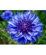 DWARF BLUE BACHELOR BUTTON 100+ SEEDS  BEAUTIFUL FLOWER,BORDER FLOWER - $2.27