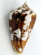 Very Rare! Beautiful Conus Striatus Ocean Shell Gem – Size 25 x 50 mm.  - £11.95 GBP