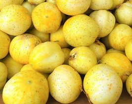 Rafhstore Lemon Cucumber Seeds 40 Seeds Nongmo 4 Get Us Seeds - £6.92 GBP