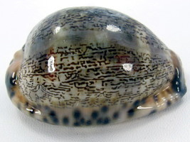 Very Rare! Vintage Natural Palmadusta Asellus Shell Gem - Size 40 x 70 mm. - £15.97 GBP