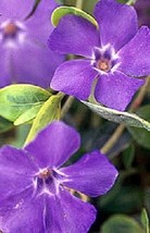 PowerOn 40 Fragrant Orchid Color Periwinkle Flower Seeds / Annual Vinca / Deer R - £5.77 GBP