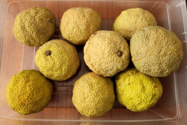 Set 9 Realistic Faux Hedge Apple Osage Oranges 4&quot; - £33.98 GBP