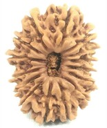 Collector Size 15 Mukhi Rudraksha - 27.34 mm - Nepal - IGL Certified - $10,519.50 MXN