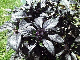 Black Pearl Heirloom Hot Pepper 10 Seeds Rare Heirloom Beautiful Black Leaves!! - $4.49