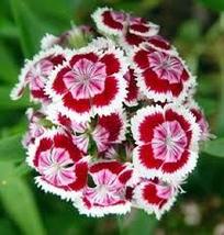 500 Mixed Colors Sweet William Pinks Seeds - £7.71 GBP