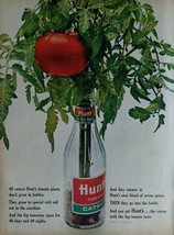 Vintage 1964 Hunts Tomato Catsup Tomato Plant Full Page Ad 823 - £5.53 GBP