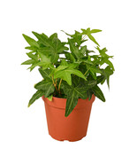 English Ivy Plant in 4-inch Nursery Pot, Romantic Common Ivy, Green Cali... - €19,47 EUR
