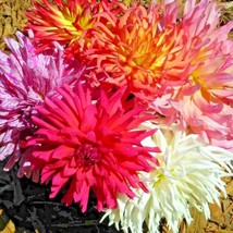 Bloomys 200 Seeds Zinnia Cactus Flower Spring Mix Heat Drought Tolerant ... - $9.38
