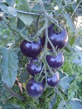 10 seeds O.S.U. Blue Tomato Express Lane to a Greener Garden - £9.17 GBP