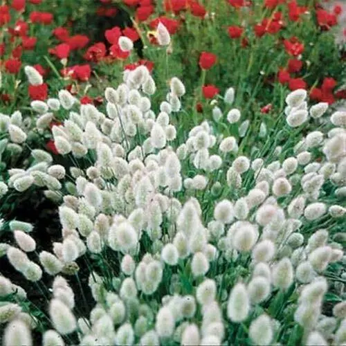 Fresh Bunny Tails Lagurus Ovatus [25 Seeds] Garden - £14.79 GBP