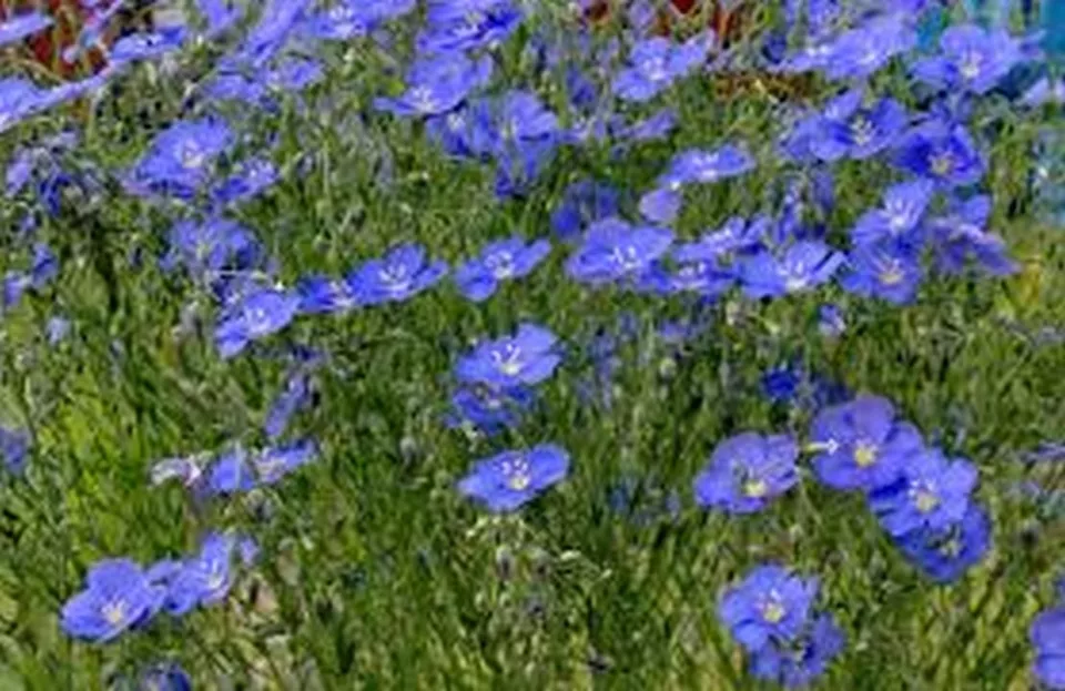 200 Fresh Seeds Flax Blue Linum Perene - $11.79