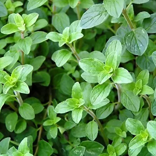 KS Italian Oregano Non Gmo Organic Planting 2000 Seeds  - $9.36