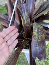 Exotic LANDSCAPE PLANT Pup Bromeliad purple green colorful -unbranded - $17.99