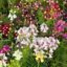  500 Seeds Toadflax Spurred Snapdragon Fairy Bouquet Heirloom Pollinator Non-GMO - £9.56 GBP