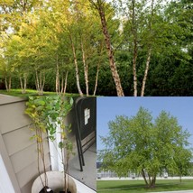 Quart Pots 2 River Birch Multi-Stem Trees - Live Potted Plants - 12-18&quot; Tall - £79.85 GBP