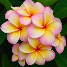 Fragrant Pink Yellow Plumeria Seeds: Exotic Tropical Garden Plant - $13.95