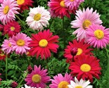 Multi Color Painted Daisy Seeds 200 Seeds Fast Shipping - $7.99