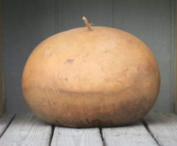 10 Bushel Gourd Seeds For Planting Giant Round Gourds Usa Seller - £14.53 GBP