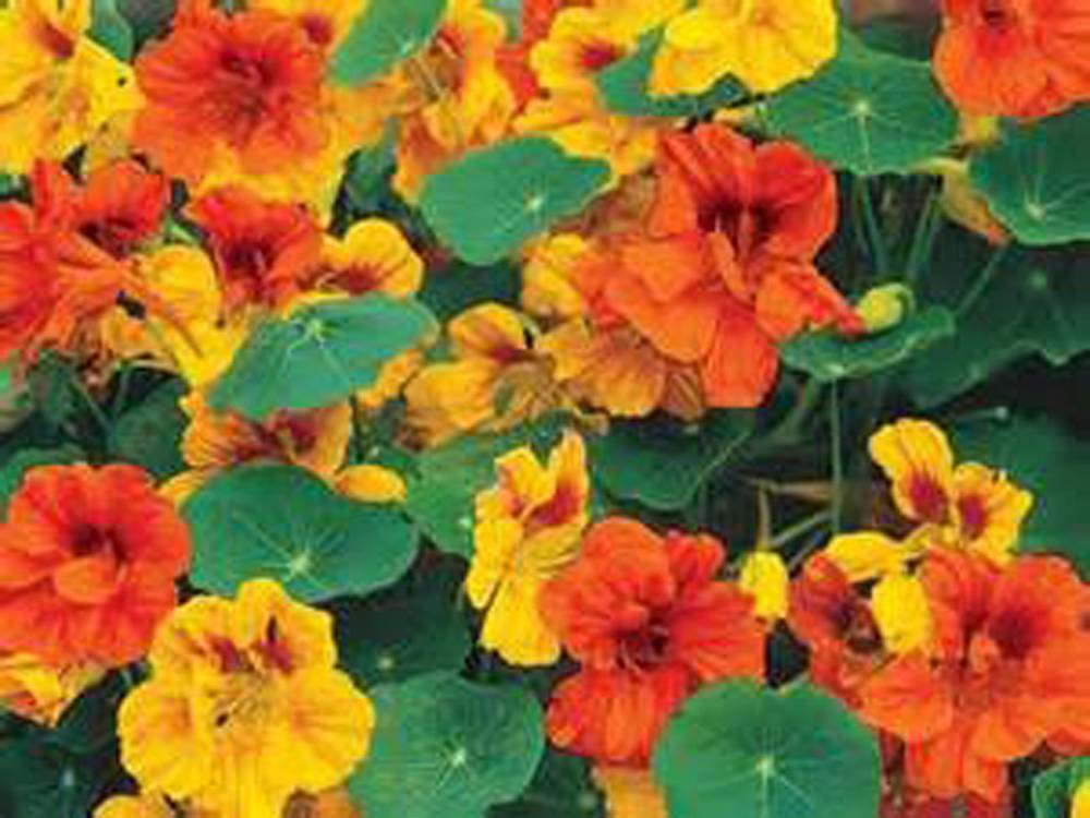 NASTURTIUM DOUBLE GLEEM MIX , 500+ SEEDS ORGANIC,  BRIGHT COLORFUL BLOOMS