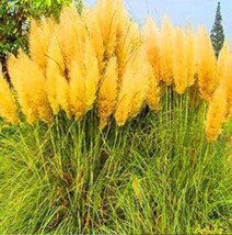 US Seller 200Pcs Pampas Grass Seeds Orangish Yellow Ornamental Plants New Fresh  - $13.82