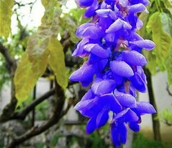 10 Pcs Purple Wisteria Flower Seeds #MNGS - $24.99