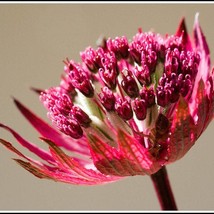 New Fresh Seeds Astrantia Major Hybr Rosensinfonie Seed - £8.09 GBP