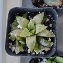 Haworthia Succulent, Star Cactus, Haworthia Retusa 2 inch live plant