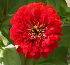 30 Pc Seeds Zinnia Red Cherry Queen Flower, Zinnia Seeds for Planting | RK - £11.55 GBP