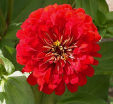 30 Pc Seeds Zinnia Red Cherry Queen Flower, Zinnia Seeds for Planting | RK - £11.04 GBP