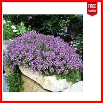 Heirloom Creeping Thyme Seeds - Attracting Pollinators &amp; Durable Landsca... - $687.50 MXN
