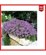 Heirloom Creeping Thyme Seeds - Attracting Pollinators &amp; Durable Landsca... - $50.95 CAD