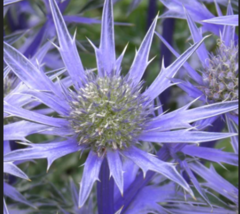 Florist Choice! Blue Star, Sea Holly  25+ seeds  - £3.16 GBP
