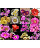 AW Echinocereus Variety Mix Exotic Flowering Cacti Flower Cactus Seeds 5... - $370.31 MXN