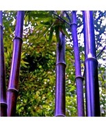 Purple Bamboo Plants Phyllostachys nigra Bambu 40 Seeds - $13.40