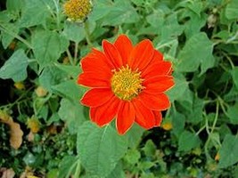 50 Pcs Red Mexican Sunflower Flower Seeds #MNSS - £11.84 GBP