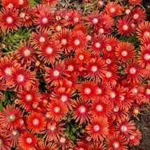 Ice Plant Red 200 Seeds Free Shipping - $75.58 MXN