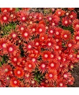 Ice Plant Red 200 Seeds Free Shipping - $5.44 CAD