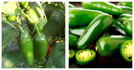 4&quot; Pot - Mucho Nacho Jalapeno Pepper Plant - £36.33 GBP