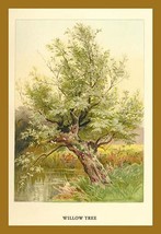 Willow Tree 20 x 30 Poster - £20.31 GBP