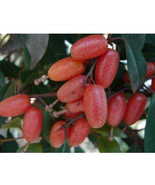 Elaeagnus Multiflora Silverberry Goumi Berry Seeds Buddha&#39;S Light Fruit ... - £5.49 GBP
