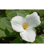 12 white trillium root systems,Trillium grandiflorum - $7.50