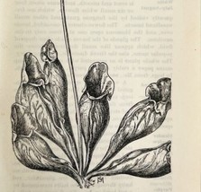 1905 Pitcher Plant Carnivorous Flower Print Pen &amp; Ink Lithograph Antique Art  - £19.65 GBP