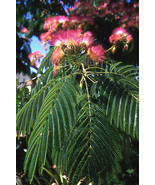 Albizia Julibrissin Cold Hardy Mimosa Tree 5 seeds Fresh Gardening - $24.39 CAD