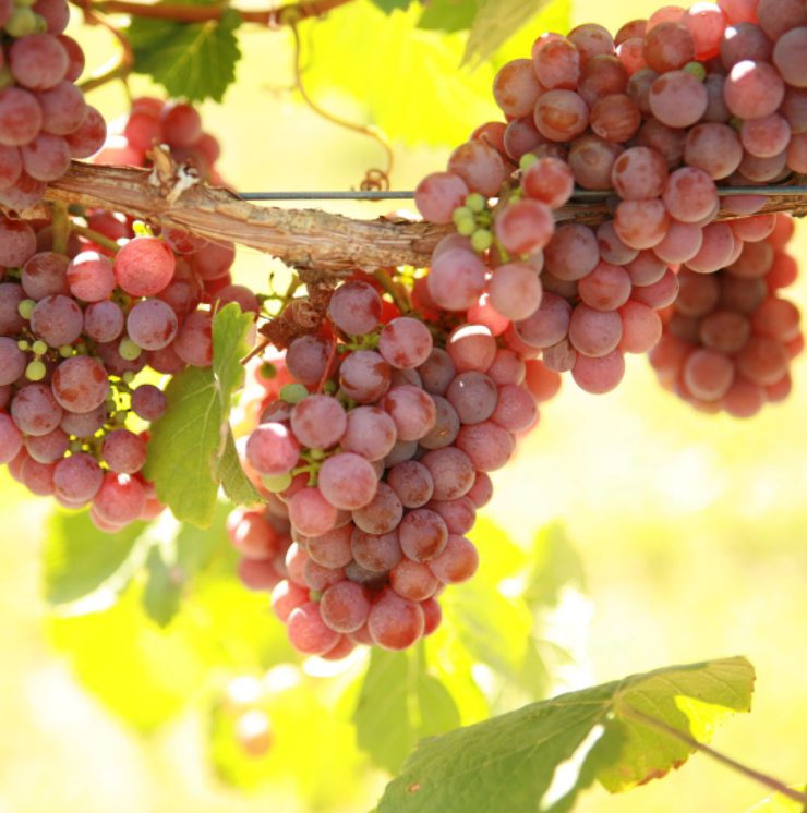 GEWURZTRAMINER Grape Vine - 1 Bare Root Live Plant -  Buy 4 get 1 free!